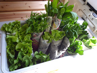 ���_���؂̈ړ��̔�