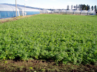 ���_���؂̈ړ��̔�